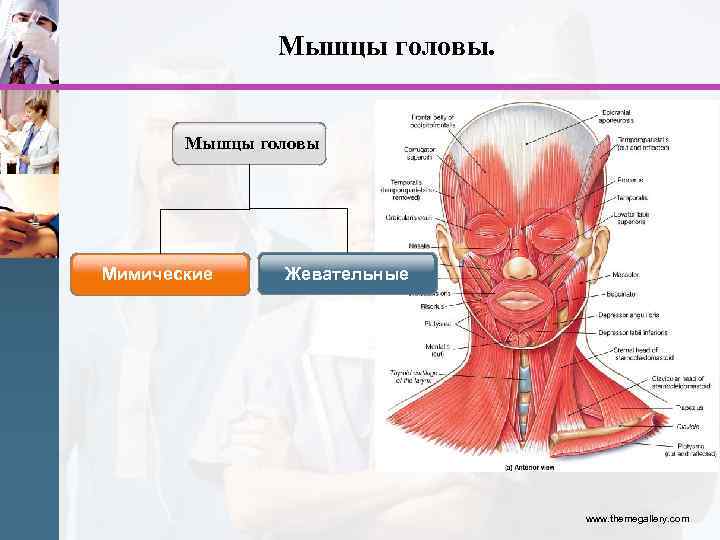 Мышцы головы. Мышцы головы Мимические Жевательные www. themegallery. com 