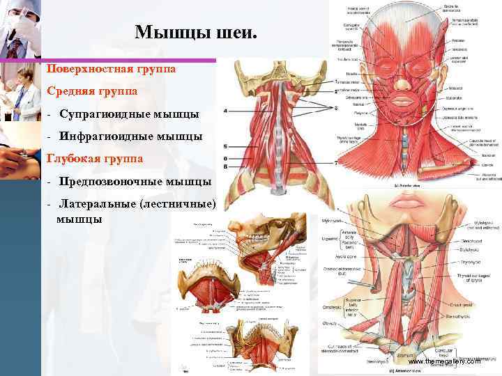 Мышцы шеи. Поверхностная группа Средняя группа - Супрагиоидные мышцы - Инфрагиоидные мышцы Глубокая группа