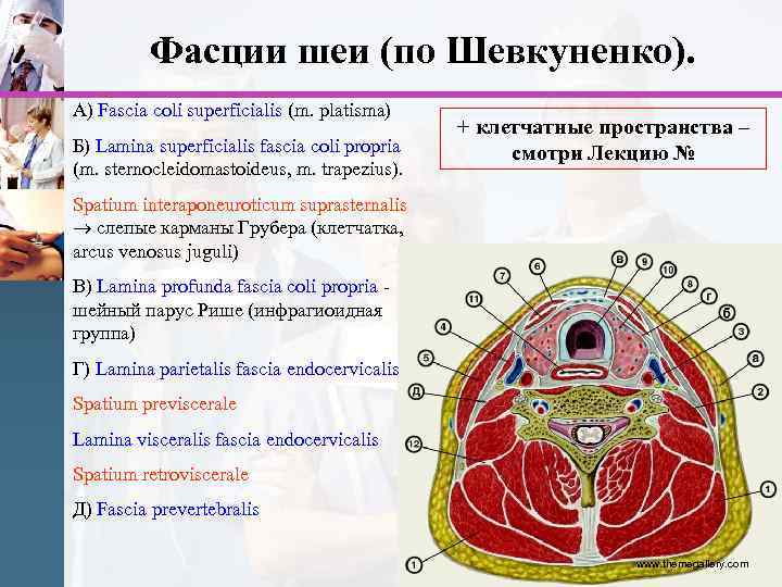 Фасции шеи (по Шевкуненко). А) Fascia coli superficialis (m. platisma) Б) Lamina superficialis fascia