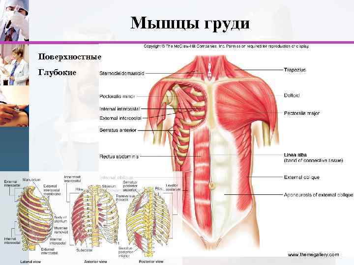 Мышцы груди Поверхностные Глубокие www. themegallery. com 