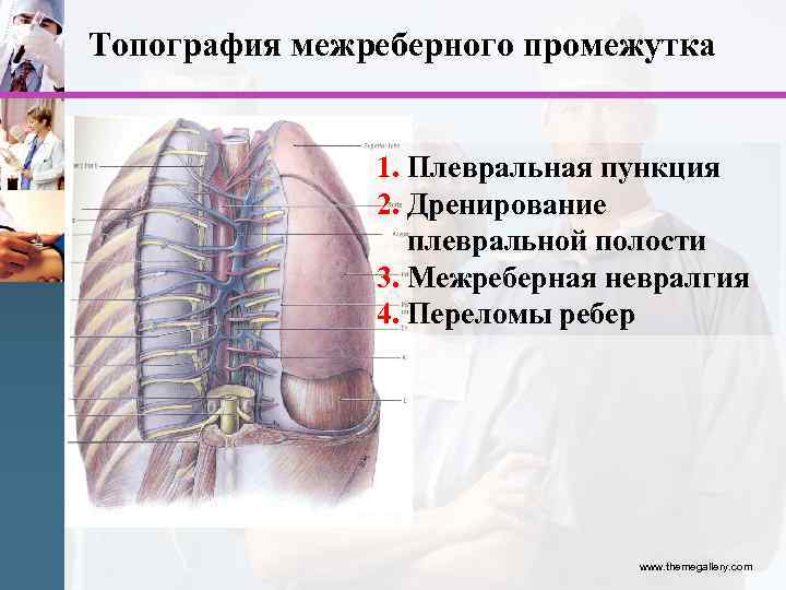 Топография межреберного промежутка 1. Плевральная пункция 2. Дренирование плевральной полости 3. Межреберная невралгия 4.