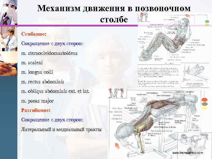 Механизм движения в позвоночном столбе Сгибание: Сокращение с двух сторон: m. sternocleidomastoideus m. scaleni