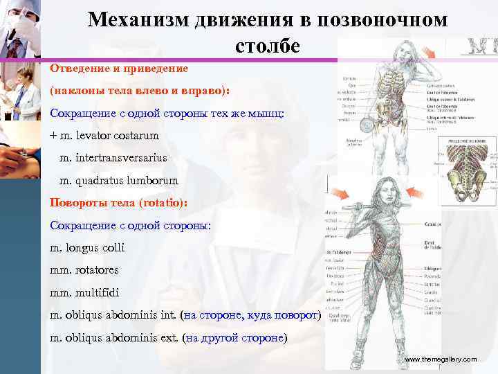 Механизм движения в позвоночном столбе Отведение и приведение (наклоны тела влево и вправо): Сокращение