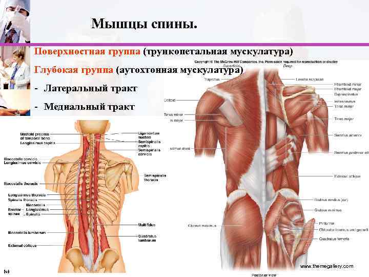 Мышцы спины. Поверхностная группа (трункопетальная мускулатура) Глубокая группа (аутохтонная мускулатура) - Латеральный тракт -