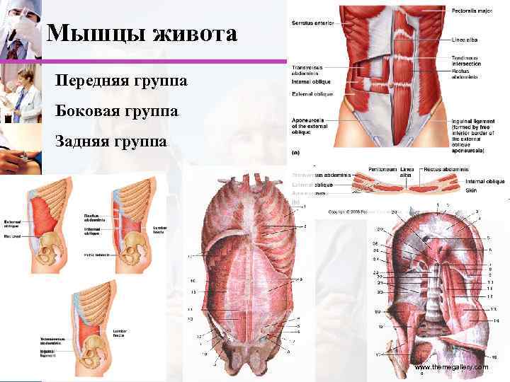 Мышцы живота Передняя группа Боковая группа Задняя группа www. themegallery. com 