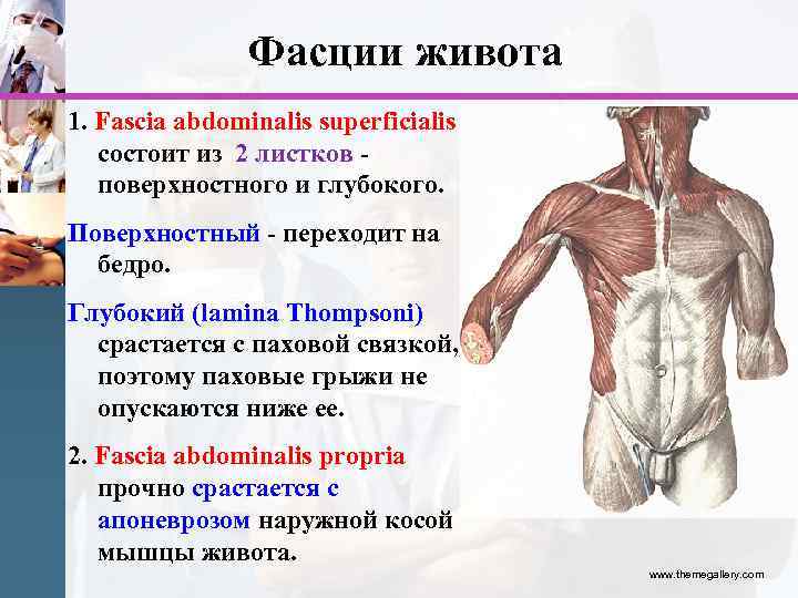 Фасции живота 1. Fascia abdominalis superficialis состоит из 2 листков поверхностного и глубокого. Поверхностный