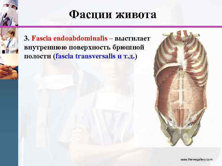 Фасции живота 3. Fascia endoabdominalis – выстилает внутреннюю поверхность брюшной полости (fascia transversalis и