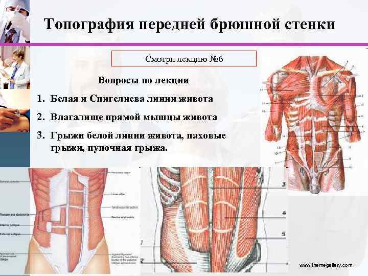 Топография передней брюшной стенки Смотри лекцию № 6 Вопросы по лекции 1. Белая и