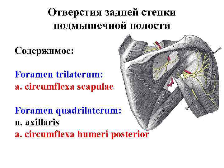 Отверстия задней стенки подмышечной полости Содержимое: Foramen trilaterum: a. circumflexa scapulae Foramen quadrilaterum: n.