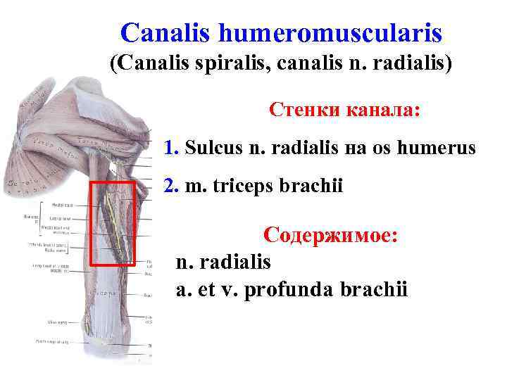 Canalis humeromuscularis (Canalis spiralis, canalis n. radialis) Стенки канала: 1. Sulcus n. radialis на