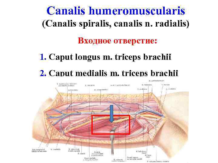 Canalis humeromuscularis (Canalis spiralis, canalis n. radialis) Входное отверстие: 1. Caput longus m. triceps
