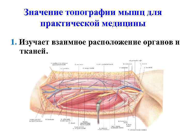 Значение топографии мышц для практической медицины 1. Изучает взаимное расположение органов и тканей. 