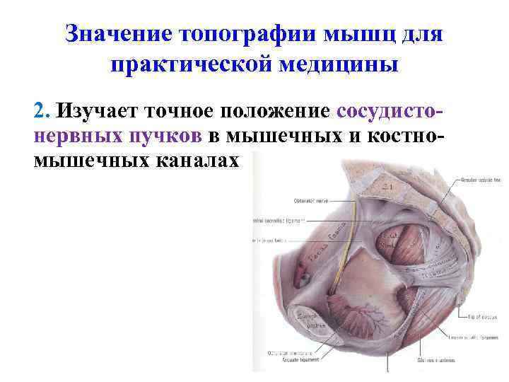 Значение топографии мышц для практической медицины 2. Изучает точное положение сосудистонервных пучков в мышечных