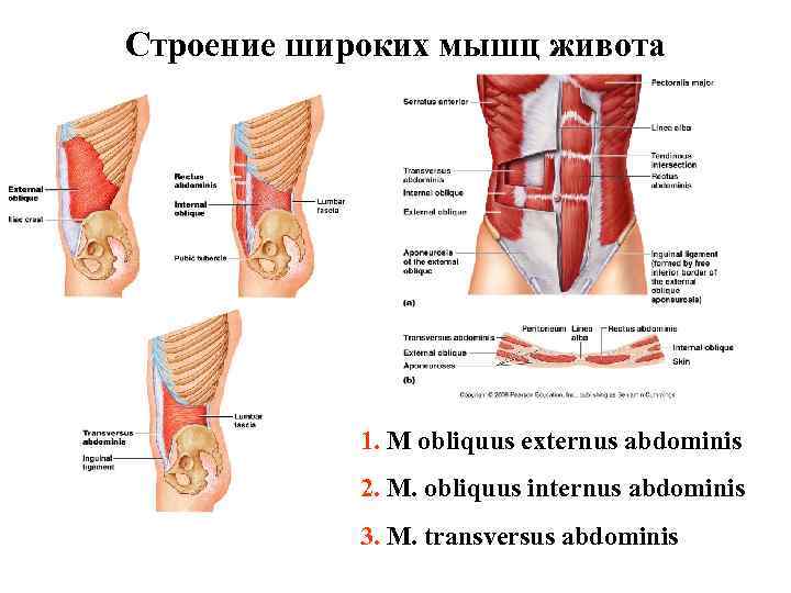 Строение широких мышц живота 1. M obliquus externus abdominis 2. M. obliquus internus abdominis