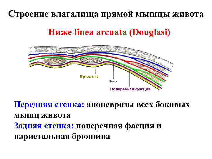 Строение влагалища прямой мышцы живота Ниже linea arcuata (Douglasi) Передняя стенка: апоневрозы всех боковых