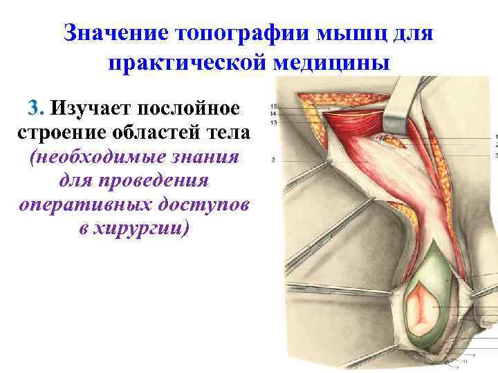 Значение топографии мышц для практической медицины 3. Изучает послойное строение областей тела (необходимые знания