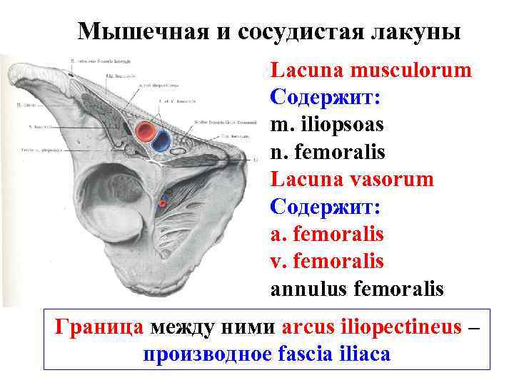 Мышечная и сосудистая лакуны Lacuna musculorum Содержит: m. iliopsoas n. femoralis Lacuna vasorum Содержит: