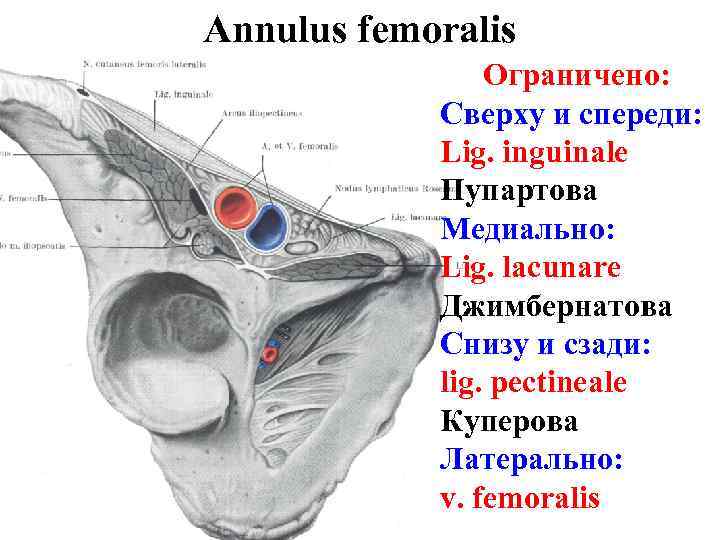Annulus femoralis Ограничено: Сверху и спереди: Lig. inguinale Пупартова Медиально: Lig. lacunare Джимбернатова Снизу
