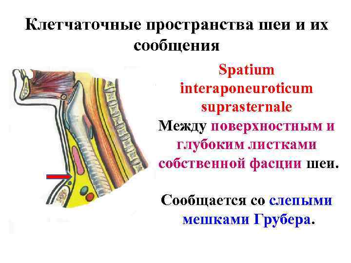 Клетчаточные пространства шеи и их сообщения Spatium interaponeuroticum suprasternale Между поверхностным и глубоким листками