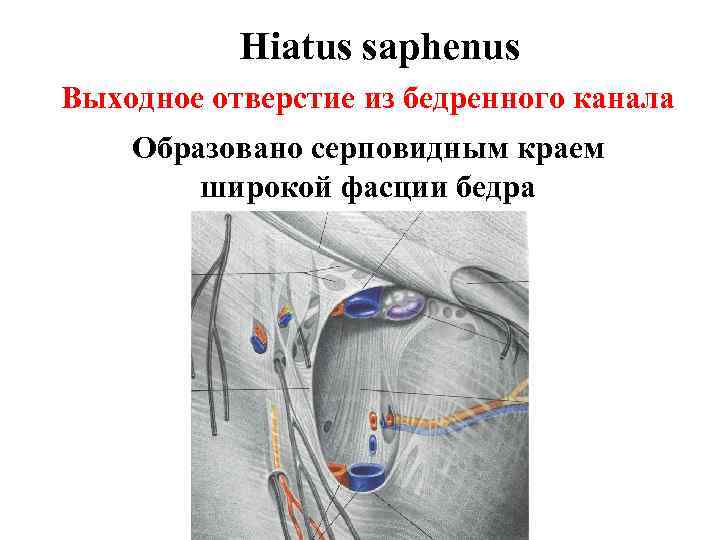 Hiatus saphenus Выходное отверстие из бедренного канала Образовано серповидным краем широкой фасции бедра 