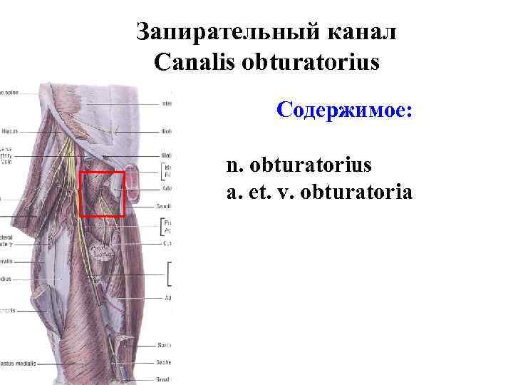 Запирательный канал Canalis obturatorius Содержимое: n. obturatorius a. et. v. obturatoria 