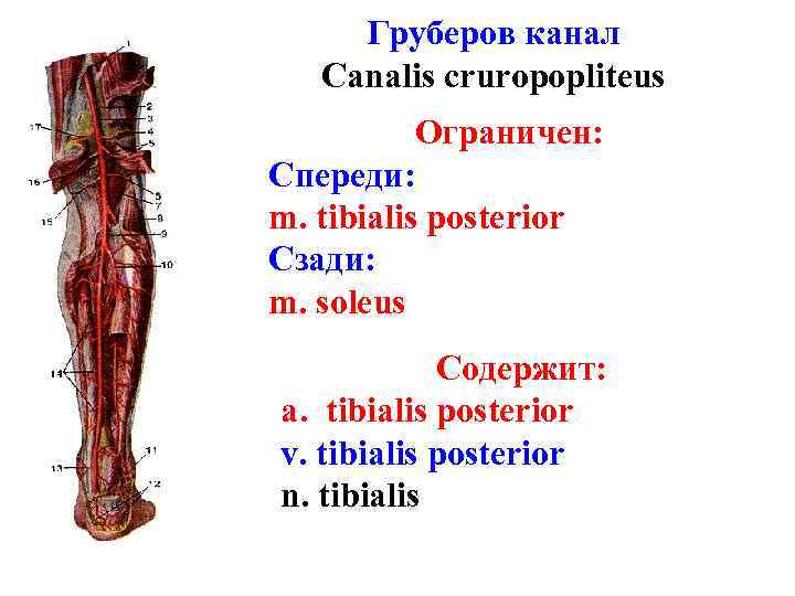 Груберов канал Canalis cruropopliteus Ограничен: Спереди: m. tibialis posterior Сзади: m. soleus Содержит: a.