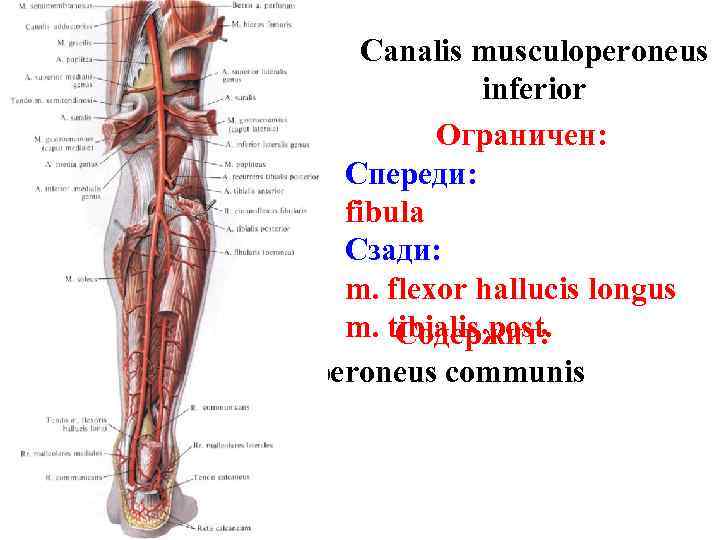 Canalis musculoperoneus inferior Ограничен: Спереди: fibula Сзади: m. flexor hallucis longus m. tibialis post.