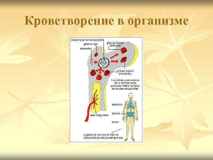 Кроветворение в организме 