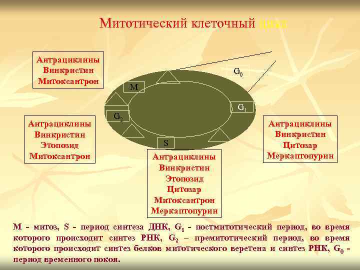 Митотический клеточный цикл Антрациклины Винкристин Митоксантрон Антрациклины Винкристин Этопозид Митоксантрон G 0 М G