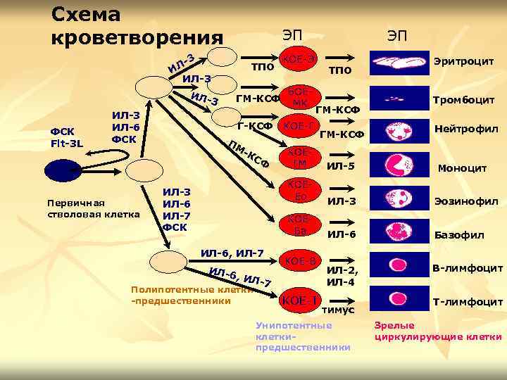 Схема кроветворения ЭП 3 ЛИ ИЛ-3 ИЛ- ФСК Flt-3 L ИЛ-3 ИЛ-6 ФСК Первичная