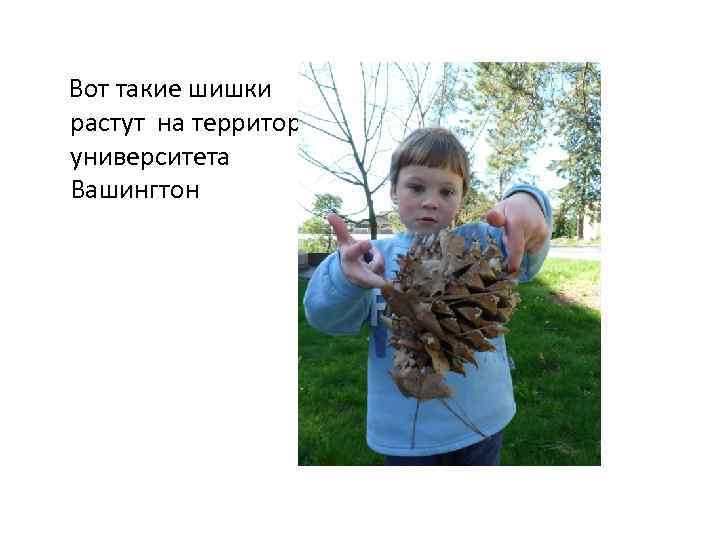  Вот такие шишки растут на территории университета Вашингтон 