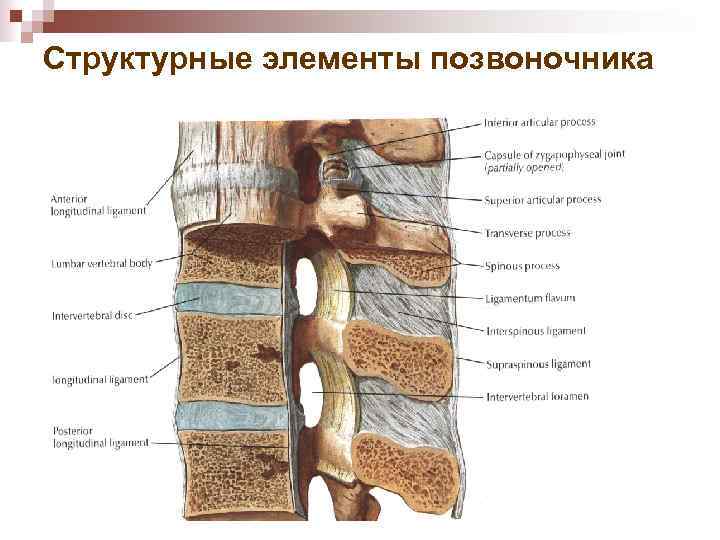 Структурные элементы позвоночника 