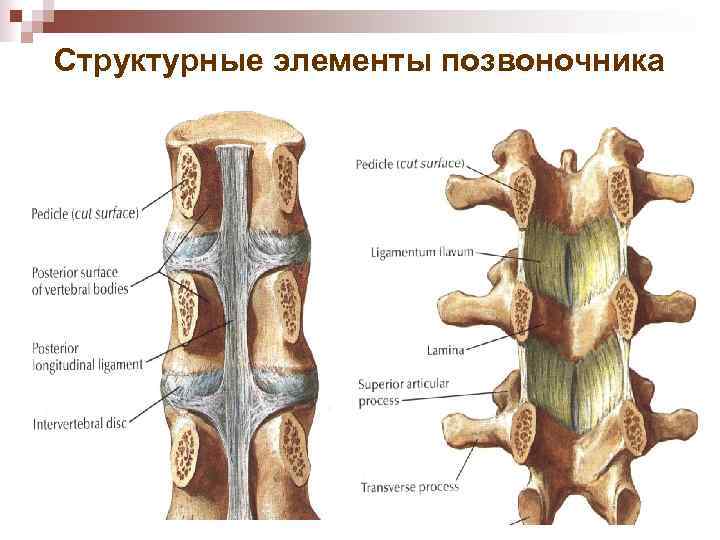 Структурные элементы позвоночника 