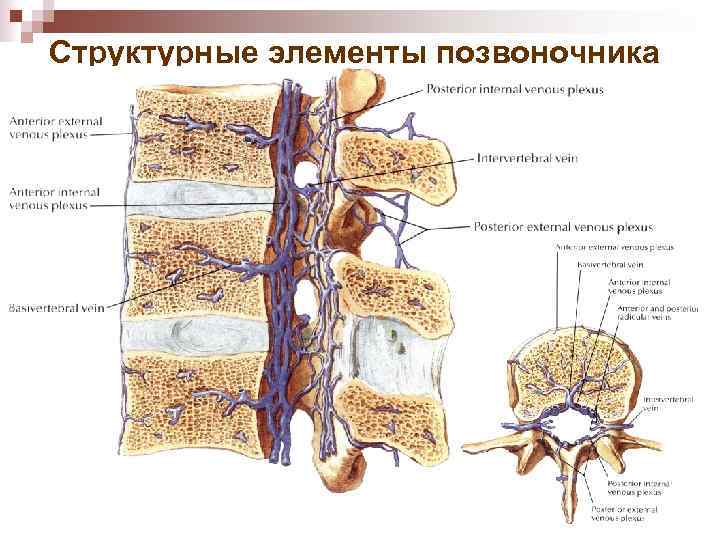 Структурные элементы позвоночника 