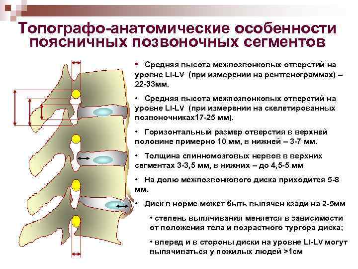 Топографо-анатомические особенности поясничных позвоночных сегментов • Средняя высота межпозвонковых отверстий на уровне LI-LV (при