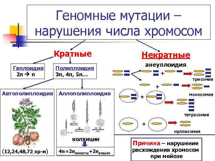 Геномные мутации – нарушения числа хромосом Кратные Гаплоидия 2 n n Некратные анеуплоидия Полиплоидия