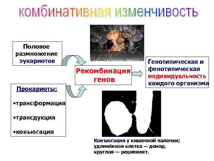 Половое размножение эукариотов Рекомбинация генов Прокариоты: Генотипическая и фенотипическая индивидуальность каждого организма • трансформация