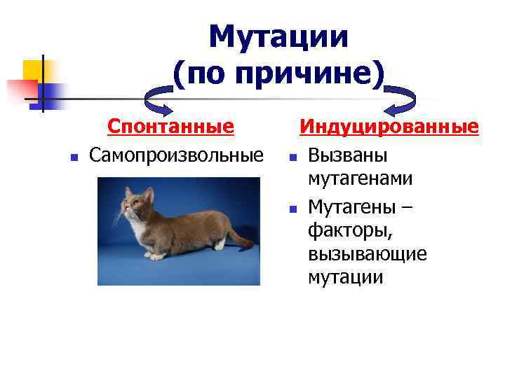 Мутации (по причине) n Спонтанные Самопроизвольные Индуцированные n Вызваны мутагенами n Мутагены – факторы,