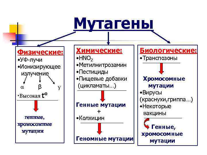 Мутагены Физические: • УФ-лучи • Ионизирующее излучение α β • Высокая to γ Химические: