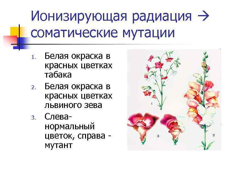 Соматические мутации картинки