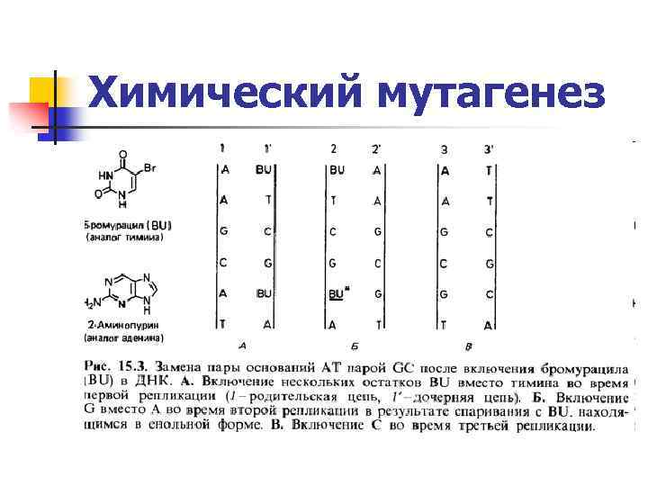 Химический мутагенез 