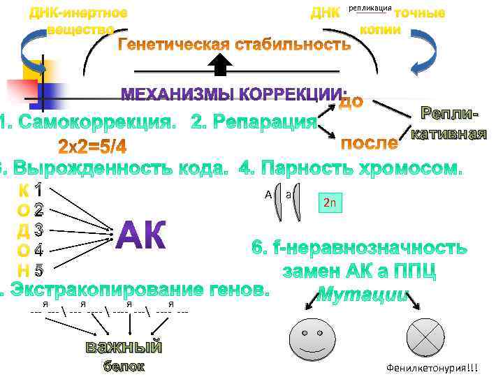 ДНК-инертное вещество ДНК репликация точные копии Репликативная К 1 О 2 Д 3 О