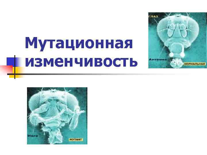 Мутационная изменчивость 
