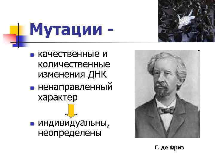 Мутации n n n качественные и количественные изменения ДНК ненаправленный характер индивидуальны, неопределены Г.