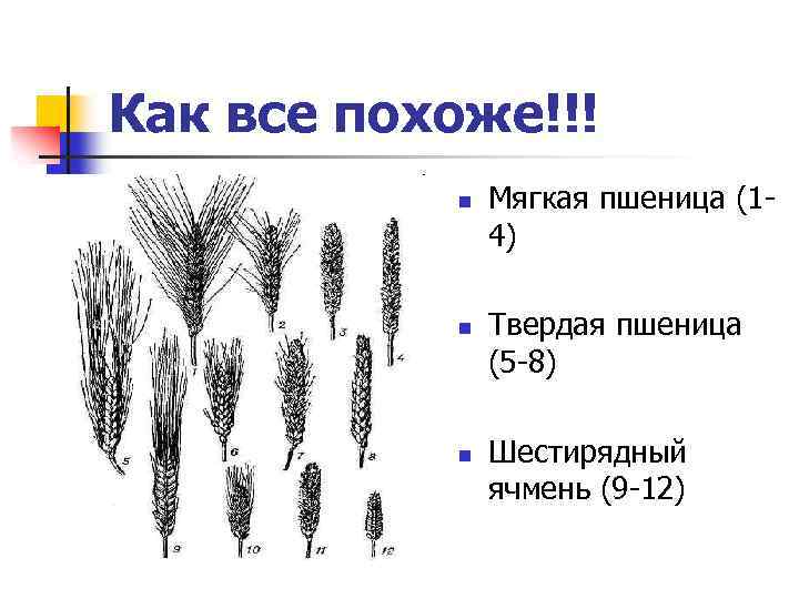 Как все похоже!!! n n n Мягкая пшеница (14) Твердая пшеница (5 -8) Шестирядный