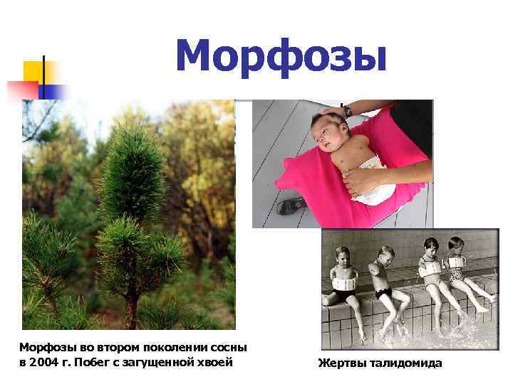 Морфозы во втором поколении сосны в 2004 г. Побег с загущенной хвоей Жертвы талидомида