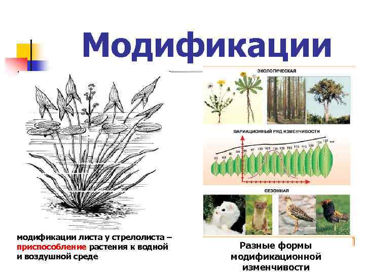 Модификации модификации листа у стрелолиста – приспособление растения к водной и воздушной среде Разные