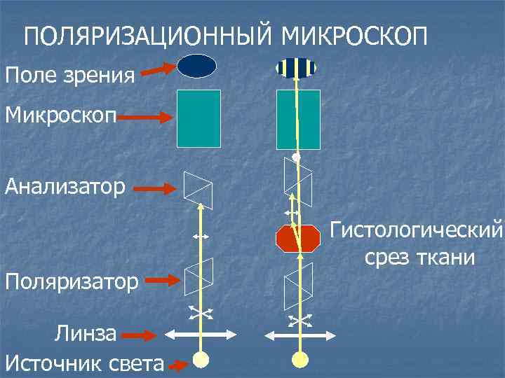 Количество в поле зрения микроскопа