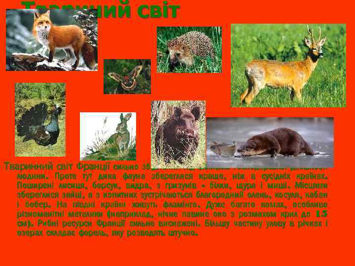 Твариний світ Тваринний світ Франції сильно збіднений під впливом господарської діяльності людини. Проте тут