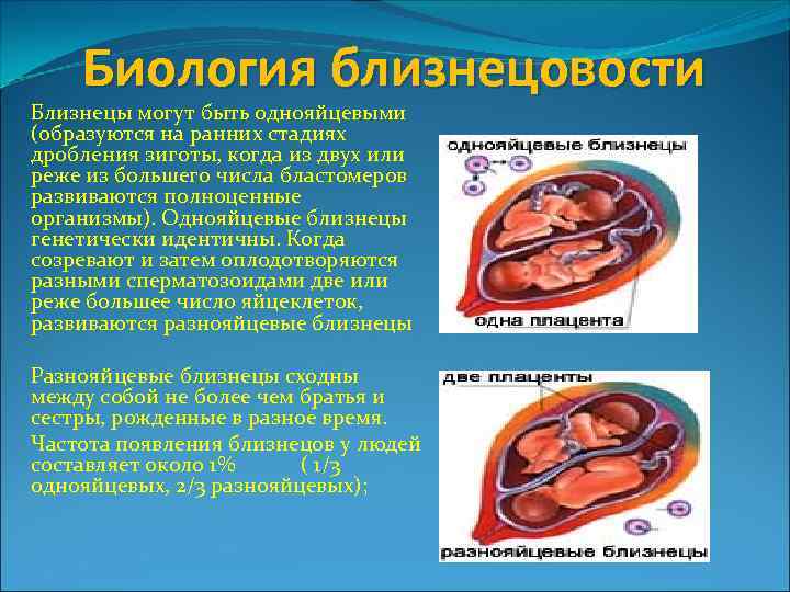 Биология близнецовости Близнецы могут быть однояйцевыми (образуются на ранних стадиях дробления зиготы, когда из